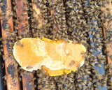 Global Pollen Patty