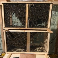 Carniolan Package Bees 3lbs April 13, 2025