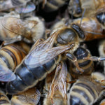 Caucasian Package Bees 3lbs, April 3, 2026