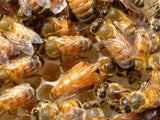 Italian Package Bees 3lbs April 3, 2026