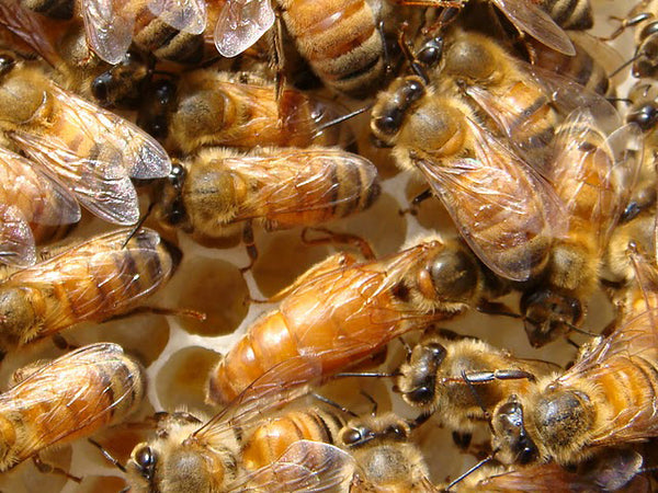 Italian Package Bees 3lbs April 3, 2026
