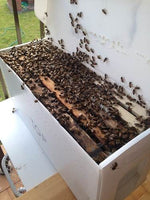Nucs For Sale Available by May 8-15, 2024 **Preorder Sale thru December 31, 2023**
