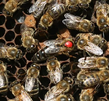 Carniolan Package Bees 3lbs April 3, 2026