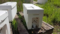 Nucs For Sale Available by May 16-21, 2024 **Preorder Sale thru December 31, 2023**