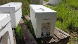 Nucs For Sale Available by May 8-15, 2024 **Preorder Sale thru December 31, 2023**